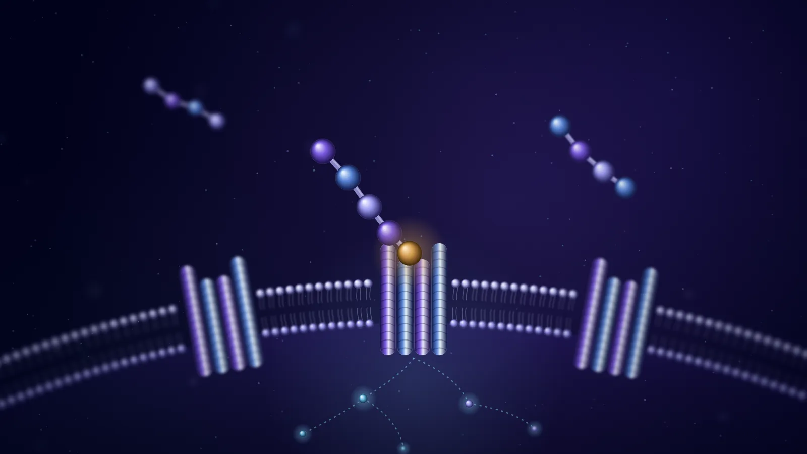 Conceptual illustration of a cell membrane with receptor proteins set in it: a short peptide chain docks into the centre receptor, two more drift nearby, and a faint signal branches inside the cell.